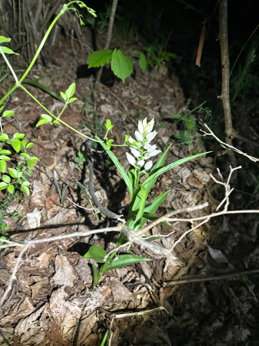 Narrow-leaved Helleborine