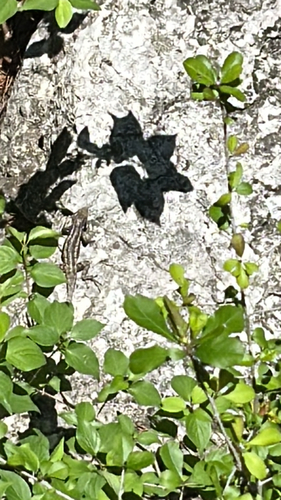 Texas Spiny Lizard
