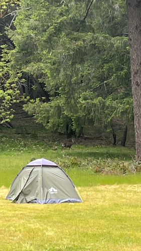 iNaturalist observation photo of Columbian Black-tailed Deer