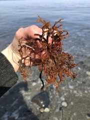 Laminariaceae