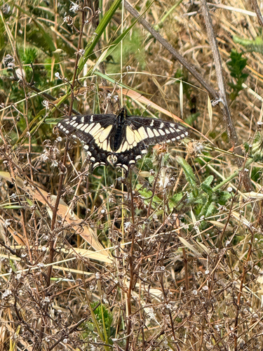 Anise swallowtail