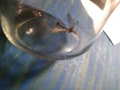 Tipulidae