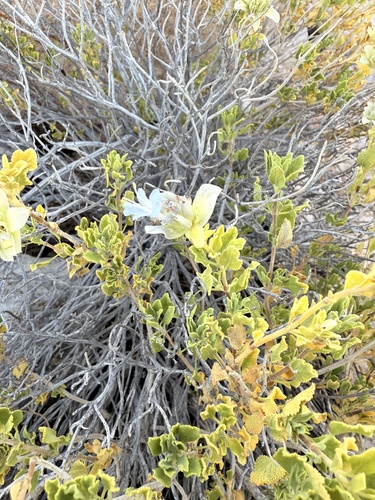 Salvia mohavensis, photograph 4