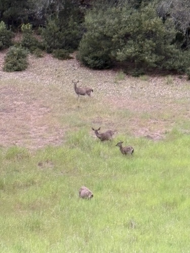 iNaturalist observation photo of Columbian Black-tailed Deer