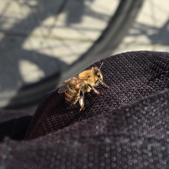 Apis mellifera