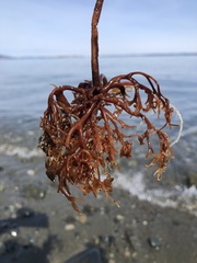 Laminariaceae