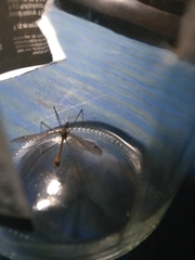 Tipulidae