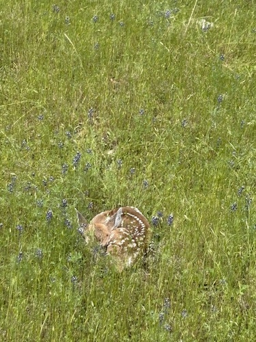 iNaturalist observation photo of Mule Deer