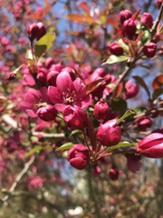 Malus spectabilis