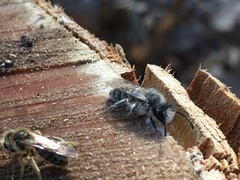 Andrena frigida