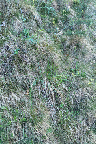 Anthoxanthum australe observed 2026-05-13