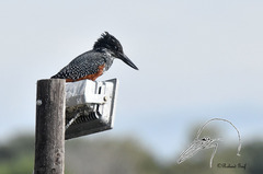 Megaceryle maxima maxima