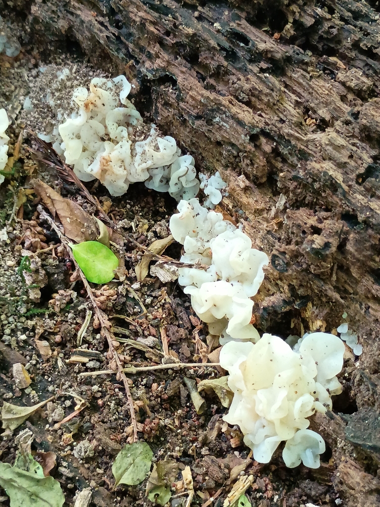 white jelly fungus · May 2026 · photo: Photo: (c) Jason Hernandez, some rights reserved (CC BY) · iNaturalist