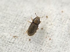 Dendrotrupes
