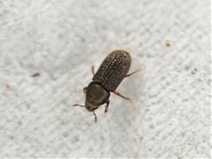 Dendrotrupes