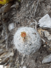 Escobaria dasyacantha