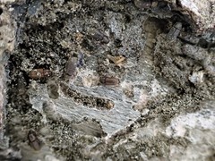 Dendrotrupes