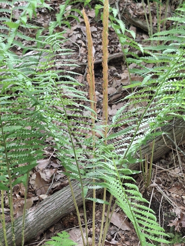 cinnamon fern