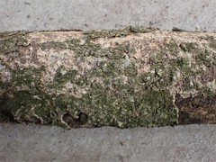 Dendrotrupes