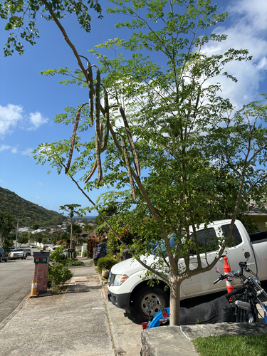Moringa oleifera observed 2026-05-13
