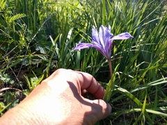 Iris macrosiphon