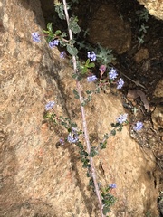 Ceanothus foliosus