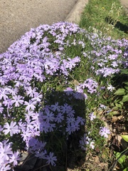 Phlox subulata