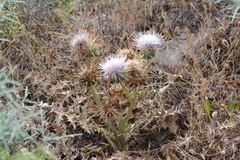 Cynara cornigera, photograph (c) Pantazi Katerina, some rights reserved (CC BY)
