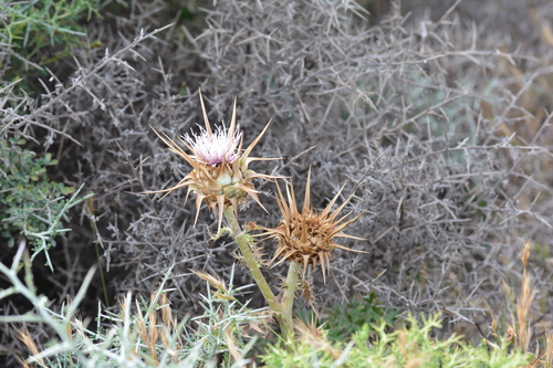Cynara cornigera, photograph 3