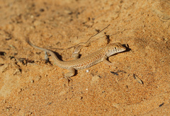 Acanthodactylus schmidti