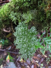 Hymenophyllum badium