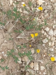 Thymophylla tenuiloba