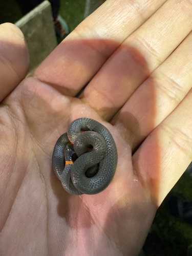 iNaturalist observation photo of Ring-necked Snake
