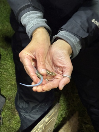 iNaturalist observation photo of Western Skink