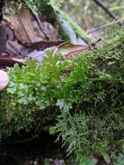 Hymenophyllum badium