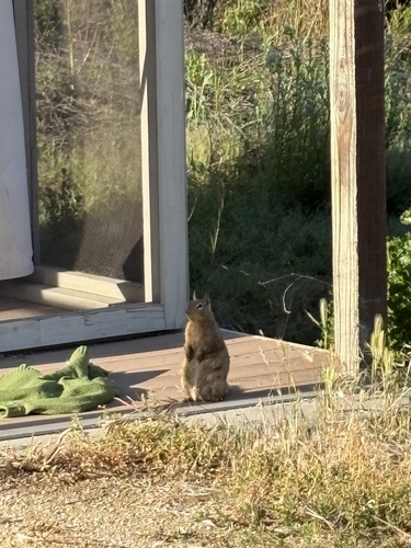 iNaturalist observation photo of California Ground Squirrel