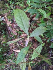 Pourthiaea beauverdiana, photograph Cheng-Te Hsu, CC BY, iNaturalist via GBIF
