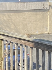 Passer domesticus
