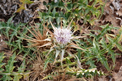 Cynara cornigera, photograph (c) Pantazi Katerina, some rights reserved (CC BY)