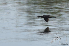 Microcarbo africanus africanus