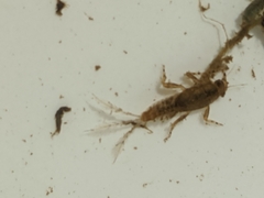 Ephemerellidae