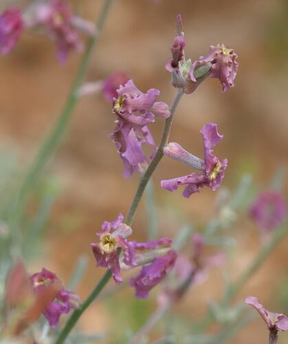 Matthiola fruticulosa, photograph 4