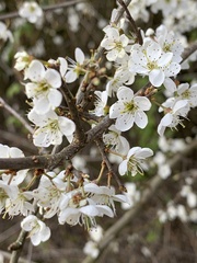 Prunus spinosa