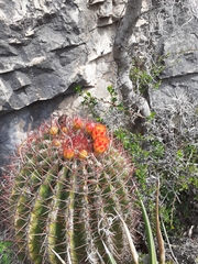 Ferocactus pilosus
