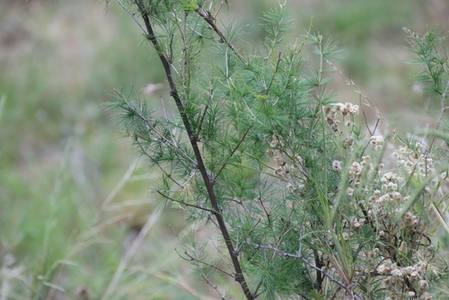 Asparagus laricinus, photograph 6