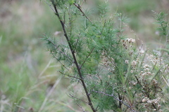 Asparagus laricinus, photograph (c) Tony Rebelo, some rights reserved (CC BY-SA)