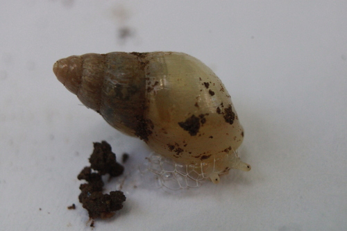 Leptinaria unilamellata observed 2026-05-13