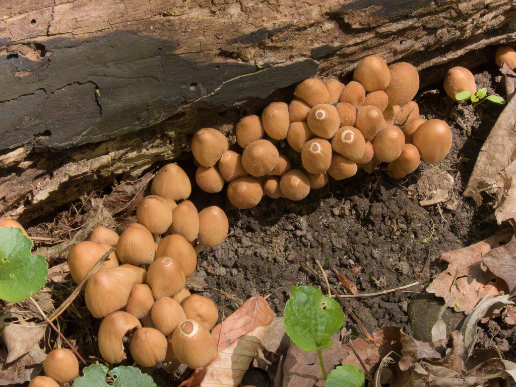 mica cap · May 2026 · photo: Photo: (c) Robert Roach, some rights reserved (CC BY) · iNaturalist