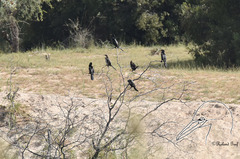 Microcarbo africanus africanus