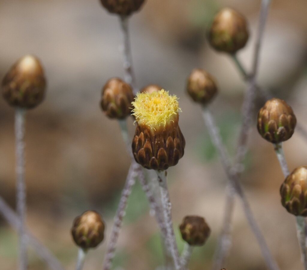 Phagnalon rupestre; photograph (c) Benoit NABHOLZ, some rights reserved (CC BY-SA)